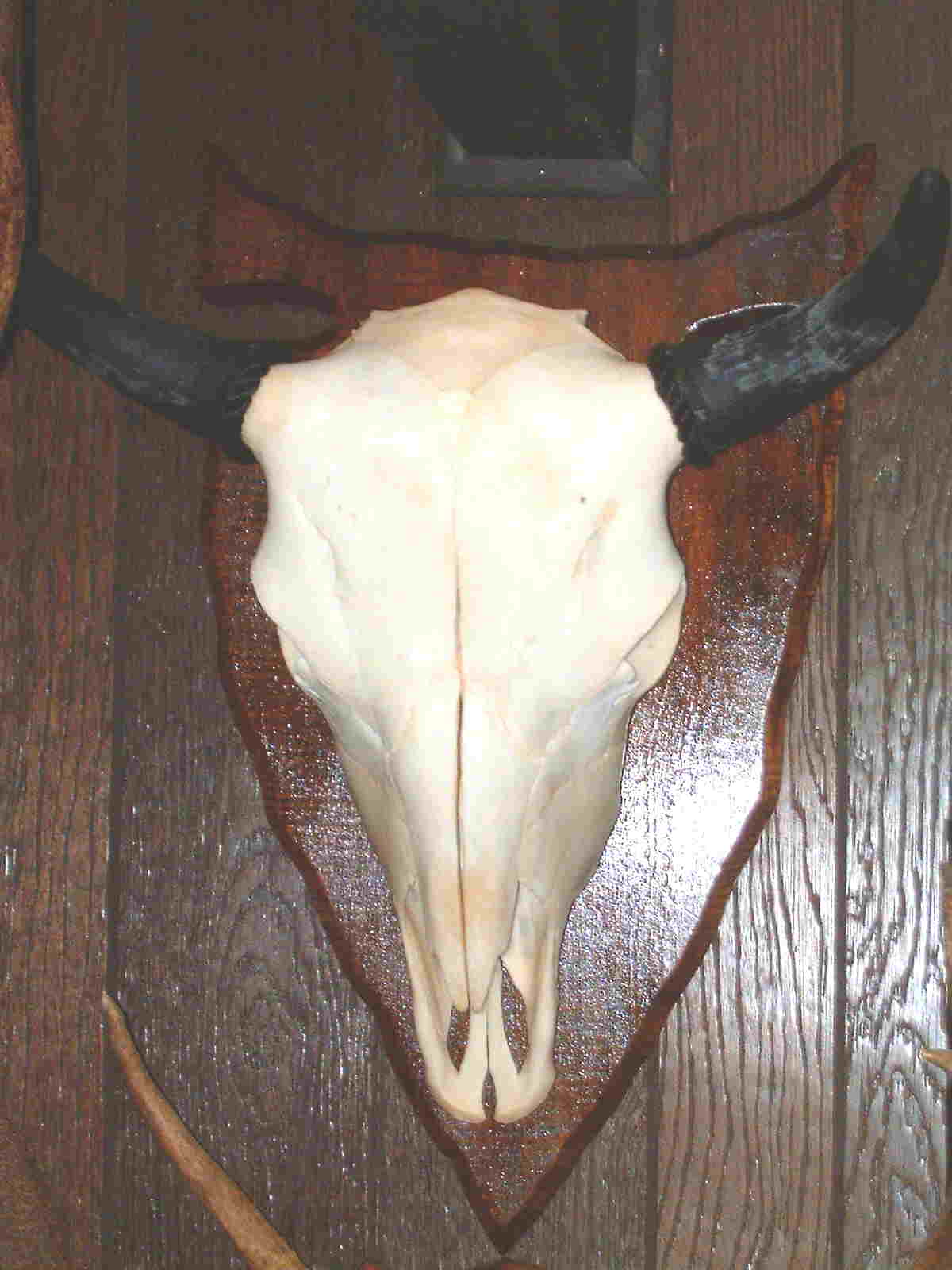 This is a picture of a typical bleached skull